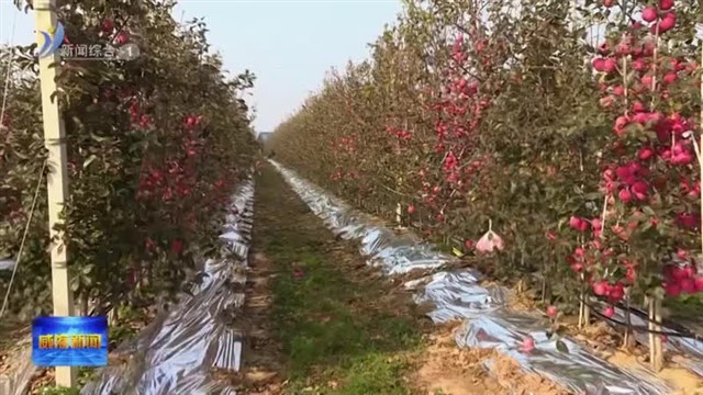 南海新区：绿色农业让苹果卖出了高价