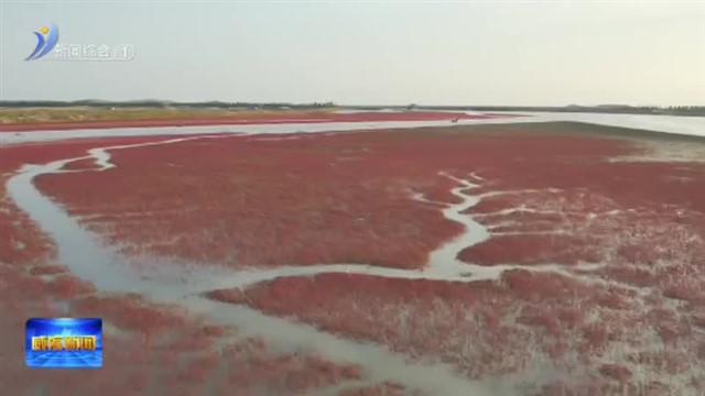 南海新区：深秋海滩“别样红”