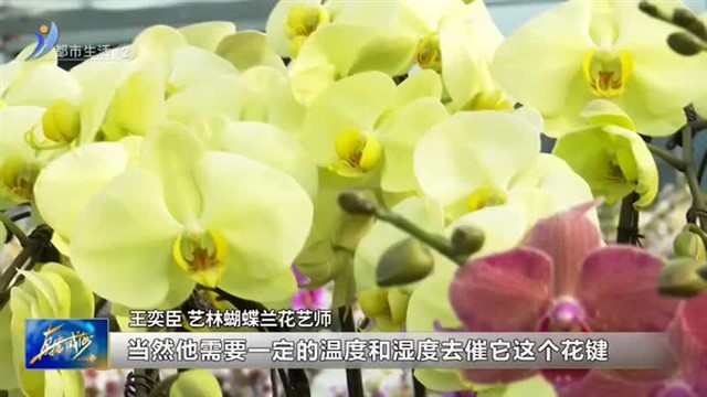 蝴蝶兰想再次“复花” 这些问题要注意