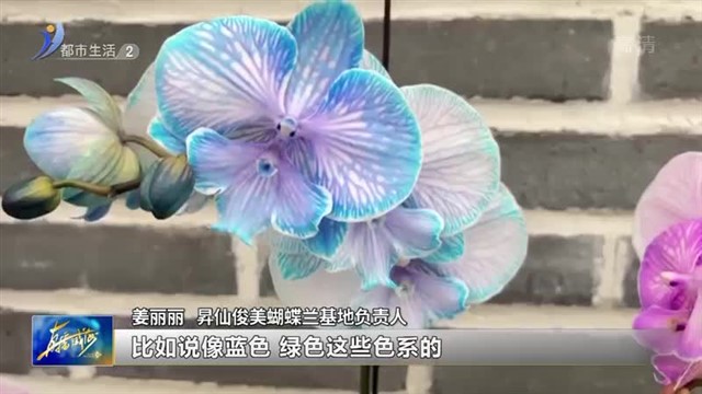 年宵花“花开正美”，迎来销售旺季