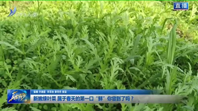 新嫩绿叶菜 属于春天的第一口“鲜”你尝到了吗？