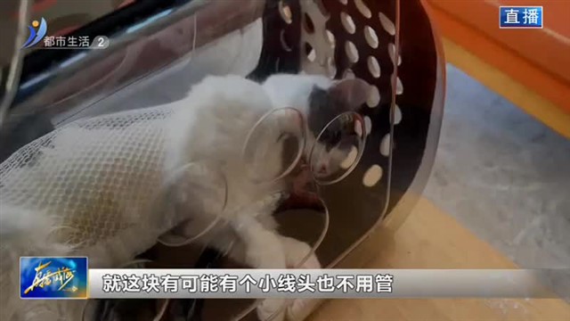 春季养宠需注意