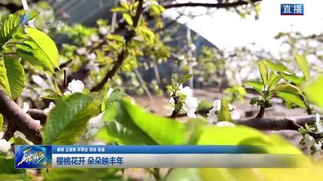 樱桃花开 朵朵映丰年