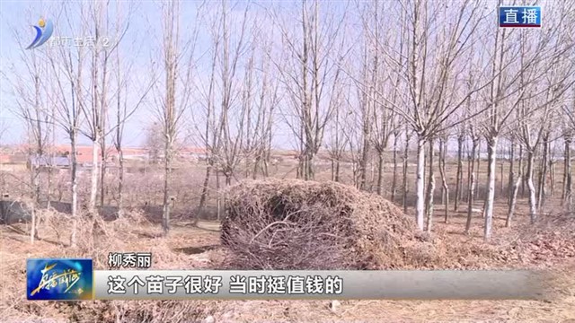 100多棵速生法桐长势喜人 你愿意帮个忙吗？