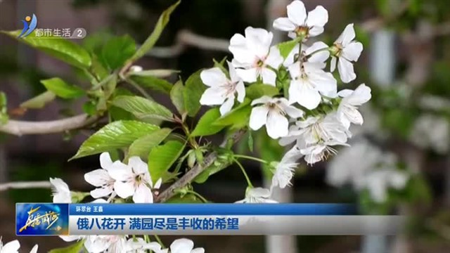 俄八花开 满园尽是丰收的希望