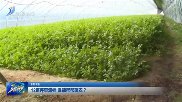 12亩芹菜滞销 谁能帮帮菜农？