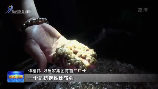 威海渔业强“芯”记：从“一苗难求”到“种业之都”