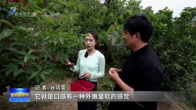 2023第十九届威海（文登）昆嵛山樱桃文化节 赏味正当时！小樱桃红果满枝 10多款大樱桃成熟在即