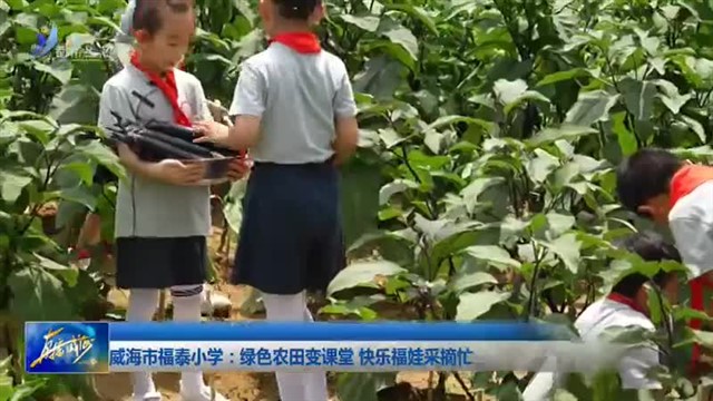 威海市福泰小学：绿色农田变课堂 快乐福娃采摘忙