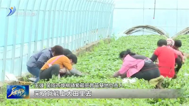 荣成市埠柳镇：小甘薯带动大产业