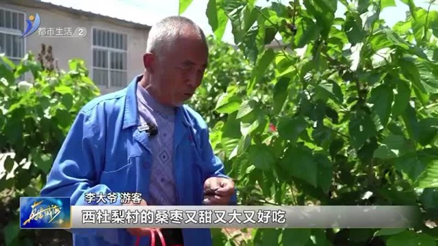 桑葚满枝头 采摘正当时