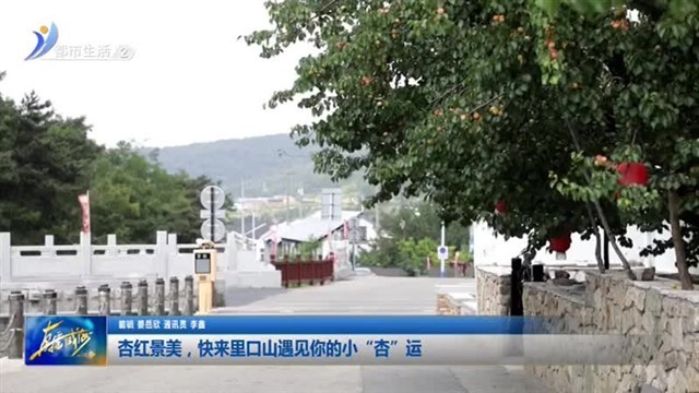 杏红景美，快来里口山遇见你的小“杏”运