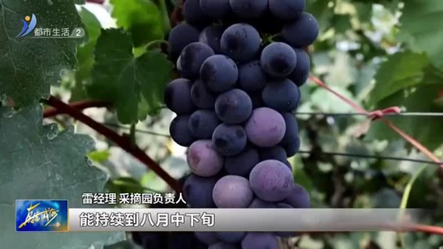 高甜预警 这里的葡萄成熟了 【威海广电讯】