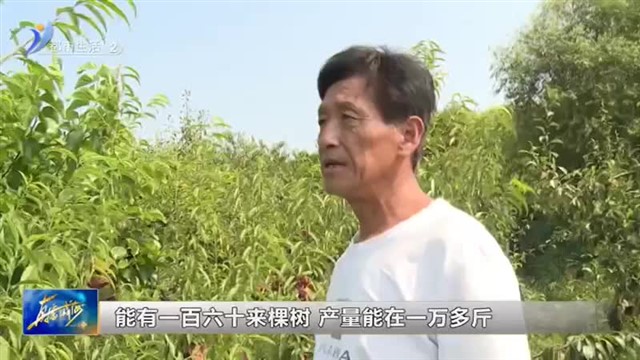 果蔬进入成熟期 农民迎来丰收季【威海广电讯】