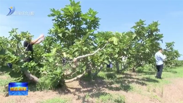 甜蜜来袭！2023中国农民丰收节暨首届荣成市港西镇无花果旅游文化节开幕【威海广电讯】