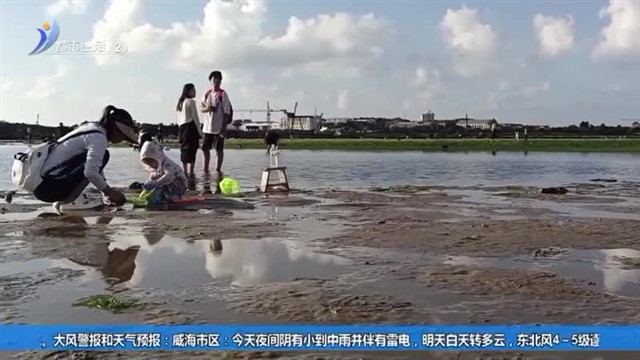 走 赶海挖蛤抓蛏子！【威海广电讯】