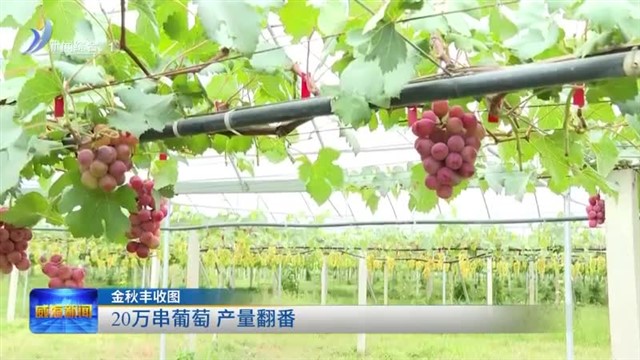 20万串葡萄 产量翻番【威海广电讯】