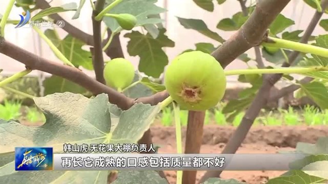 无花果“进大棚” 蹚出致富新路【威海广电讯】