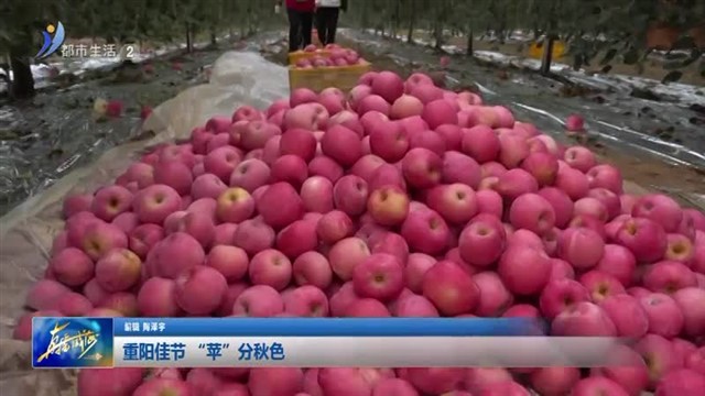 重阳佳节“苹”分秋色【威海广电讯】