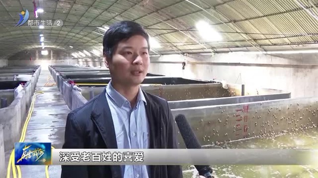 方斑东风螺“南螺北养”在文登区试验成功【威海广电讯】