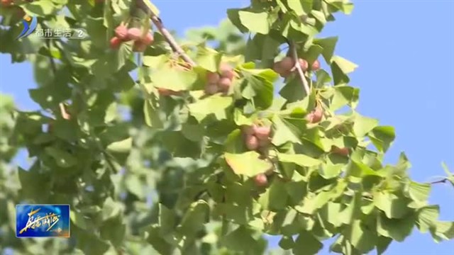 秋风起银杏黄 食用要注意！【威海广电讯】