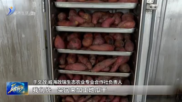 蔓下结满幸福果 产业铺就致富路【威海广电讯】