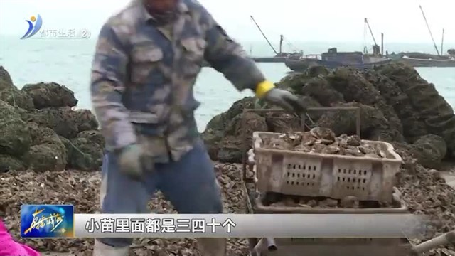 天气转冷 牡蛎分笼入海忙 【威海广电讯】