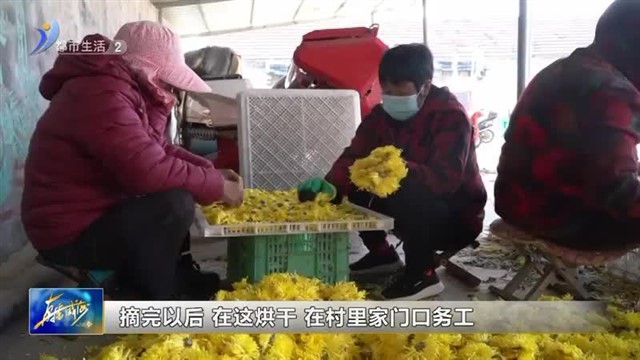 金丝皇菊喜丰收 绽放朵朵“致富花”【威海广电讯】