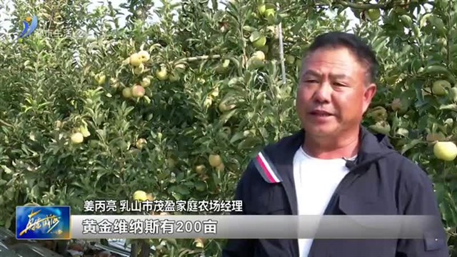 现代果园大丰收 苹果映红致富路【威海广电讯】