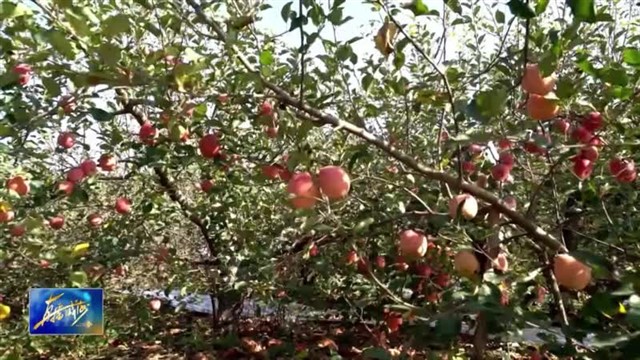 文登宋村镇：苹果迎丰收 果农采收忙【威海广电讯】