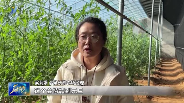 一口爆汁的草莓柿子熟啦【威海广电讯】