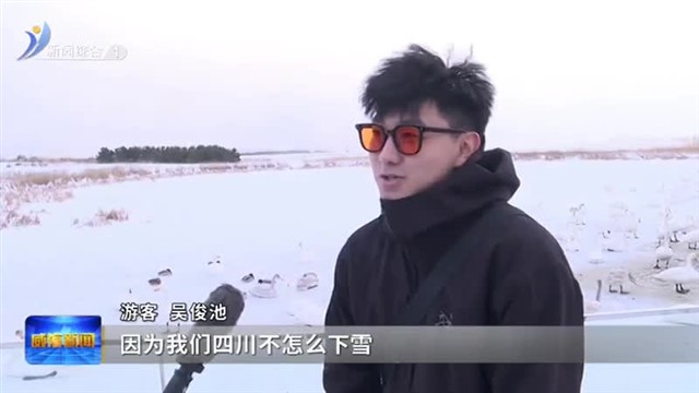 冬赏天鹅正当时【威海广电讯】