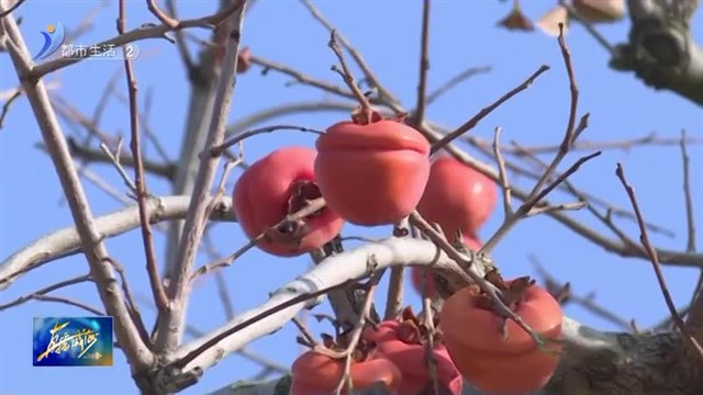 百年柿树挂“灯笼”又是一年柿子红【威海广电讯】