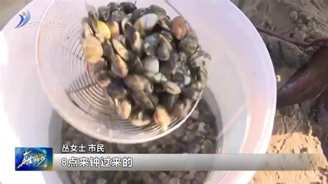 挖蛤 抓蛏！初冬的快乐是赶海给的【威海广电讯】