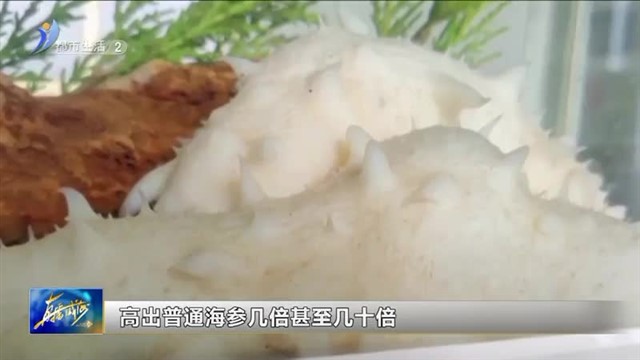 文登白海参实现养殖规模化【威海广电讯】