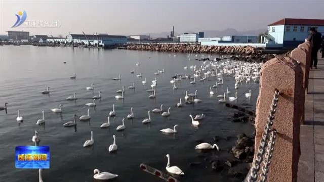 荣成：天鹅带火冬季旅游【威海广电讯】