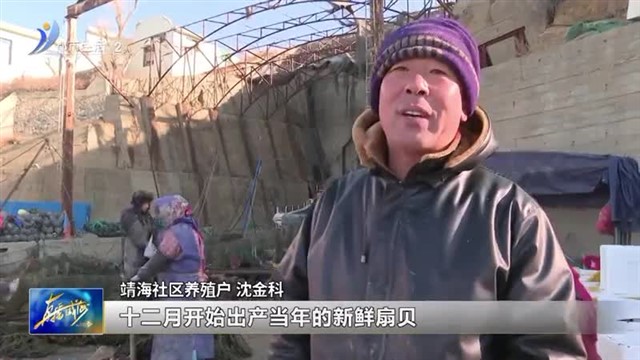 扇贝迎丰收 个大肉肥又鲜美！【威海广电讯】