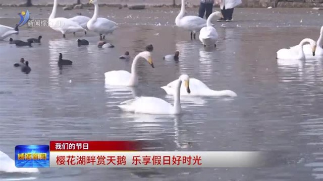 樱花湖畔赏天鹅 乐享假日好时光【威海广电讯】