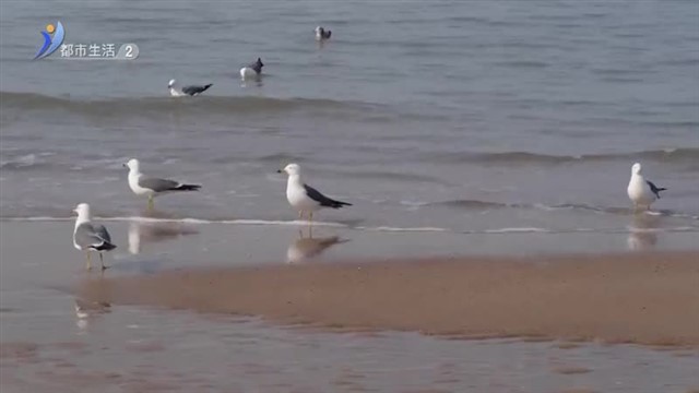 上万只黑尾鸥如约归来【威海广电讯】