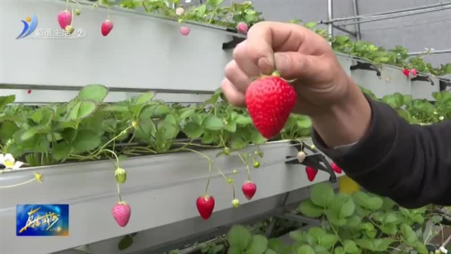春暖花开 一起去摘草莓吧！【威海广电讯】