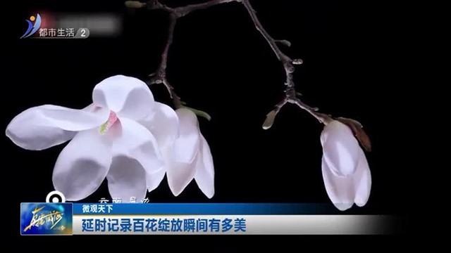 延时记录百花绽放瞬间有多美【威海广电讯】