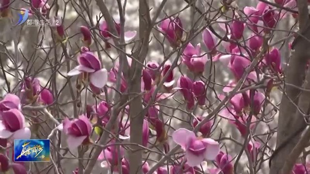 春和景明  踏青赏花【威海广电讯】