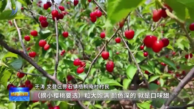 2024第二十届威海（文登）昆嵛山樱桃文化节开幕【威海广电讯】