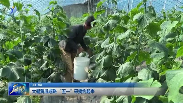 大棚黄瓜成熟 “五一”采摘约起来【威海广电讯】