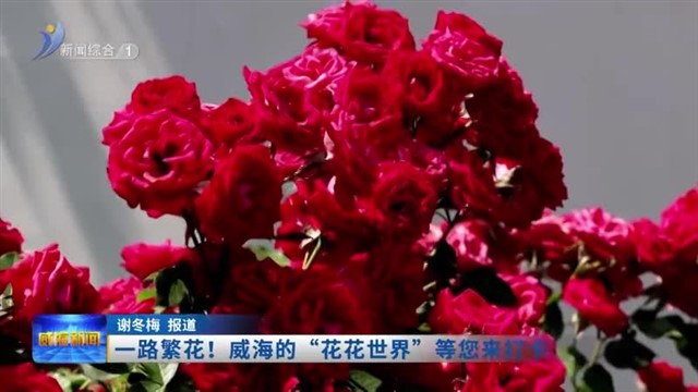 一路繁花 ！威海的“花花世界”等您来打卡【威海广电讯】