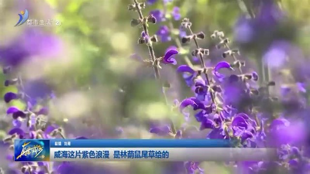 威海这片紫色浪漫 是林荫鼠尾草给的 【威海广电讯】