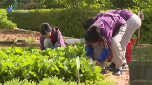 以劳育人：学生变身“小菜农”义卖蔬菜【威海广电讯】