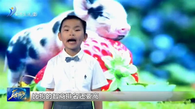 闪亮小主播： 邹美辰“生活小百科”是猪真的很笨吗？【威海广电讯】