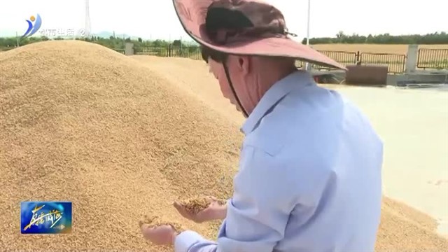 高区麦收工作进入尾声 最高亩产1200斤【威海广电讯】