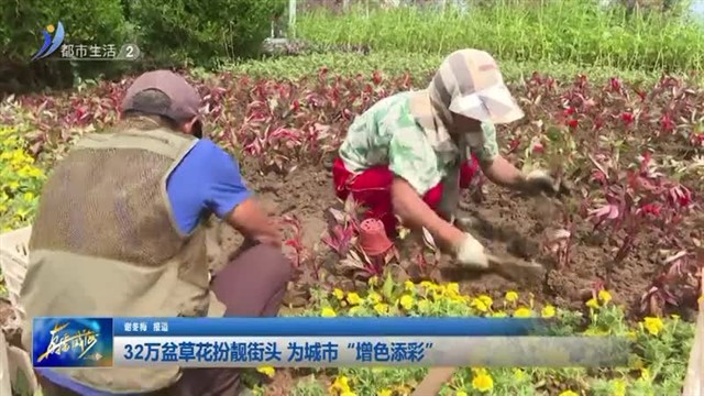 32万盆草花扮靓街头 为城市“增色添彩”【威海广电讯】